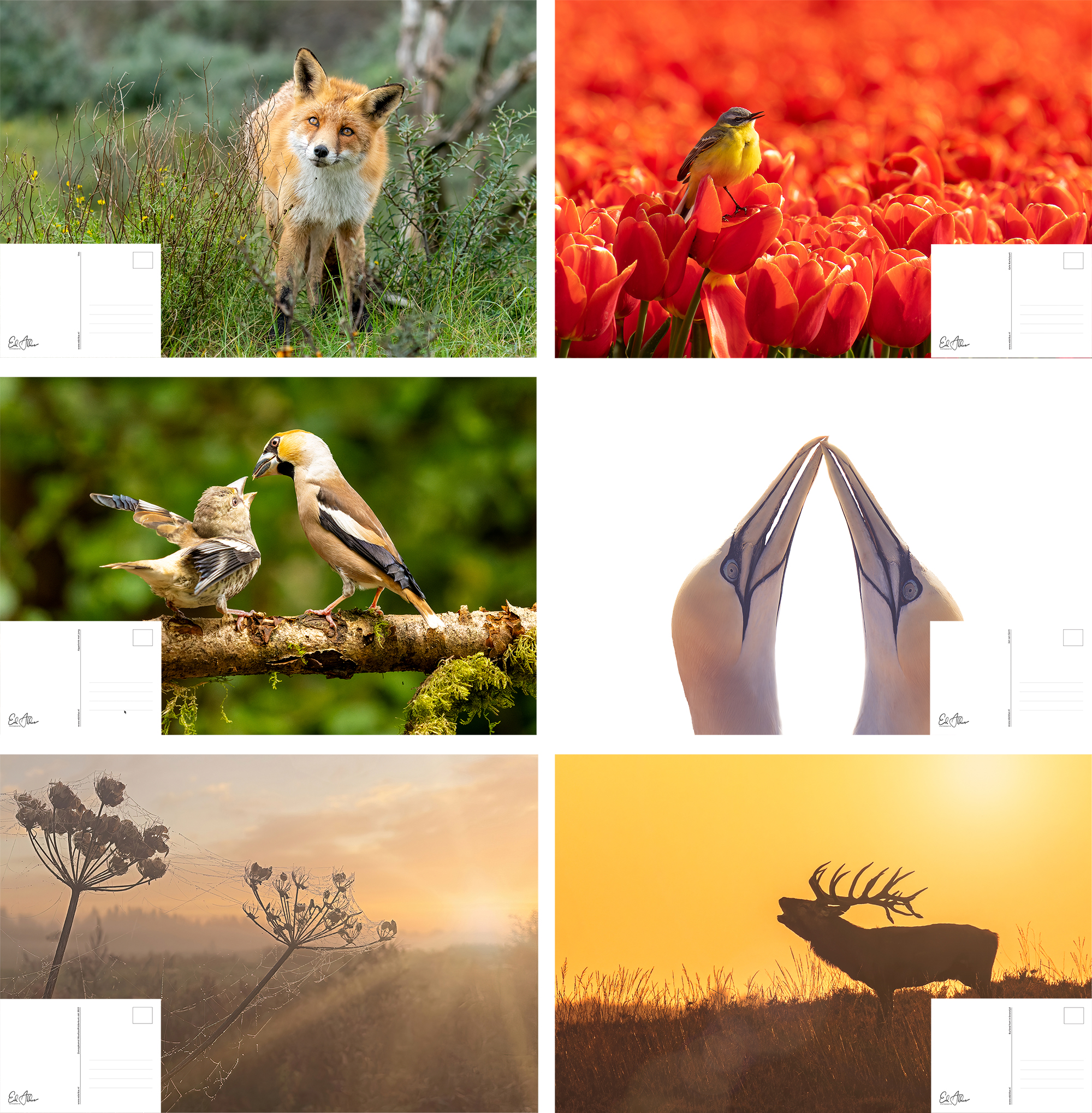 Vogelkalender